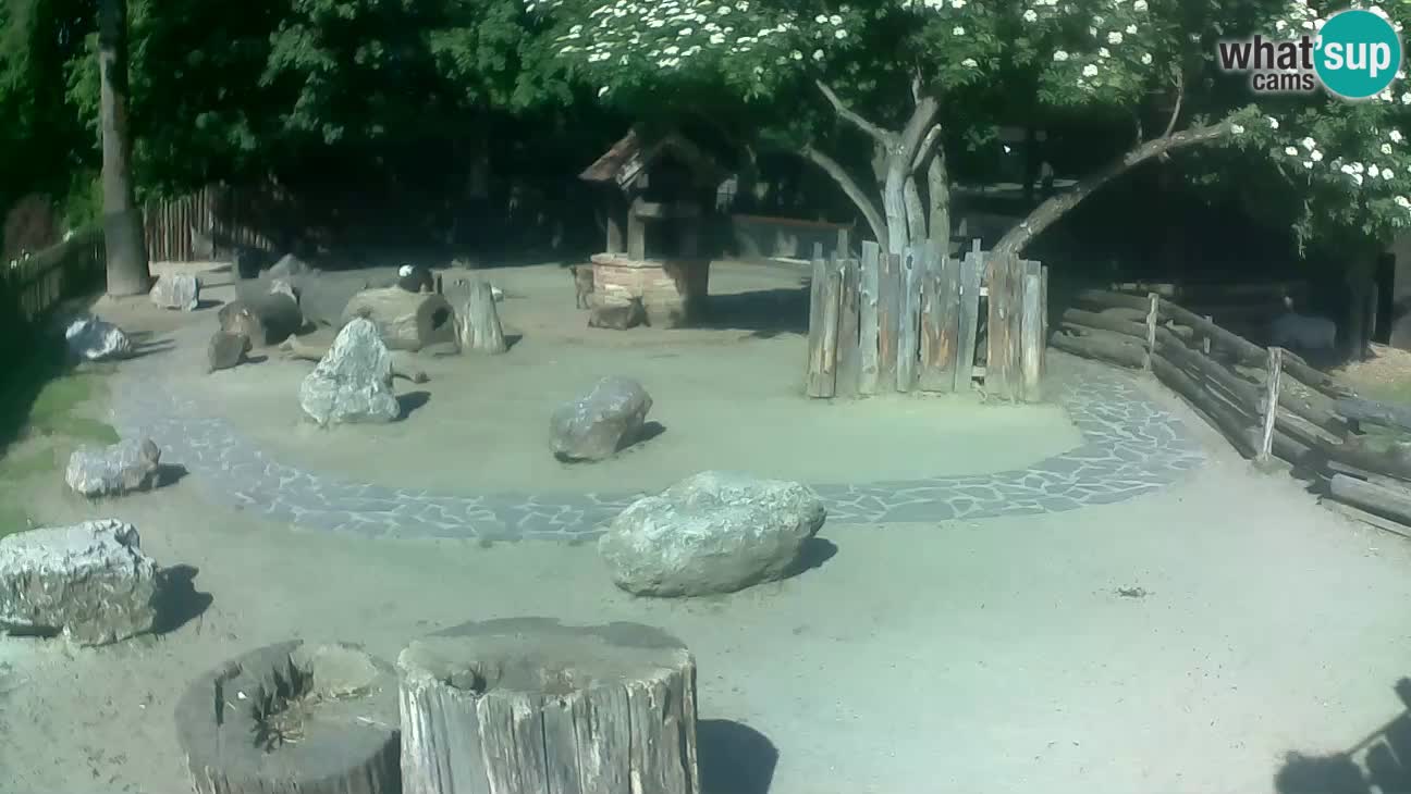 Zoo Zagreb – Haubenkapuziner