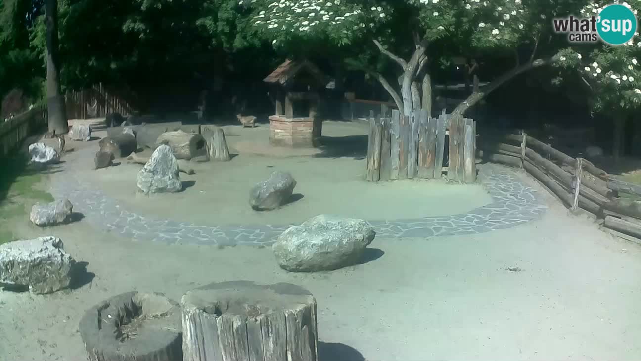 Zoo Zagreb – Brown Capuchin