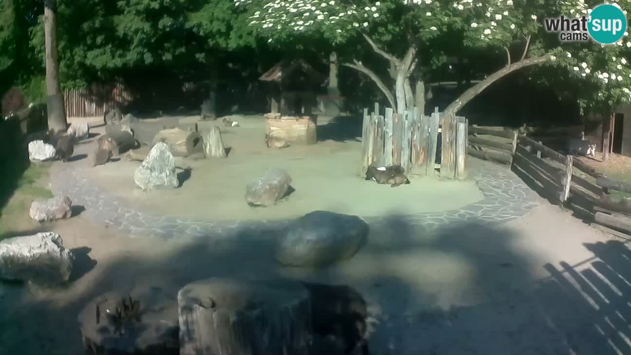 Zoo Zagreb – Brown Capuchin