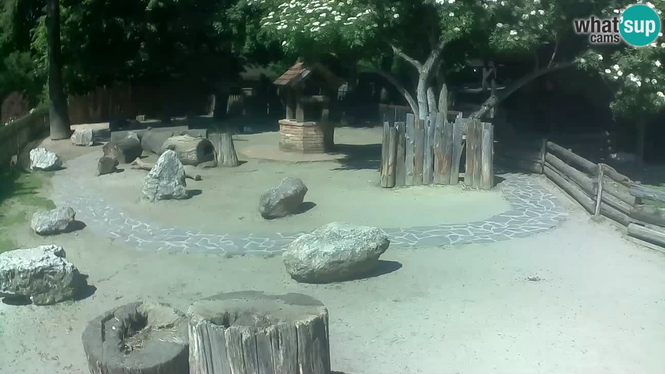 Zoo Zagreb – Haubenkapuziner