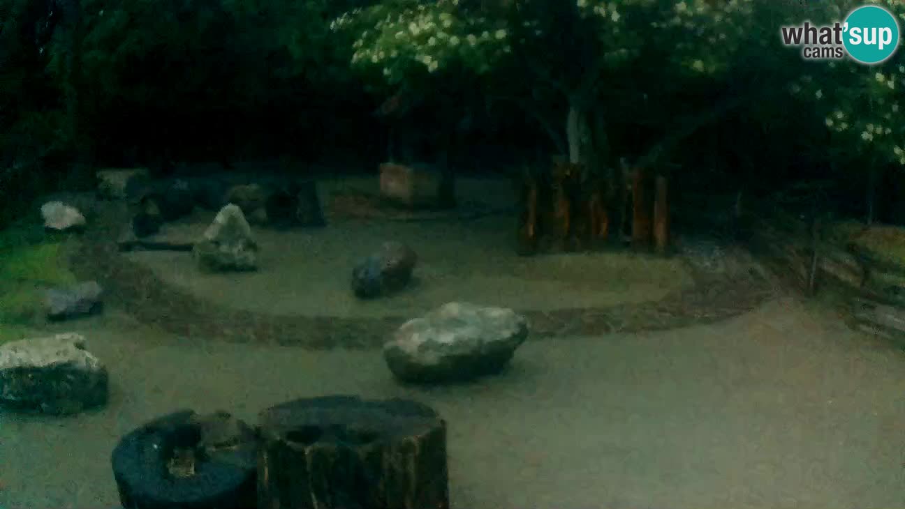 Zoo Zagreb –  Mono maicero