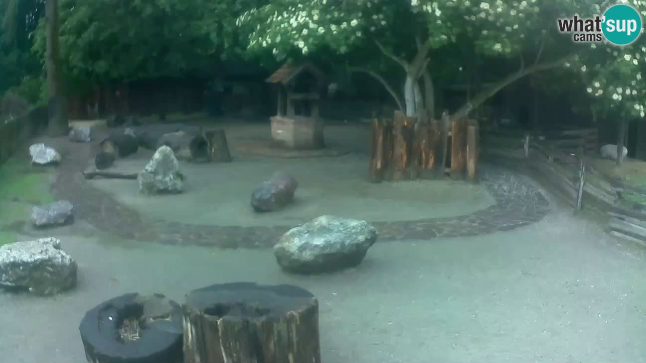 Zoo Zagreb – Brown Capuchin