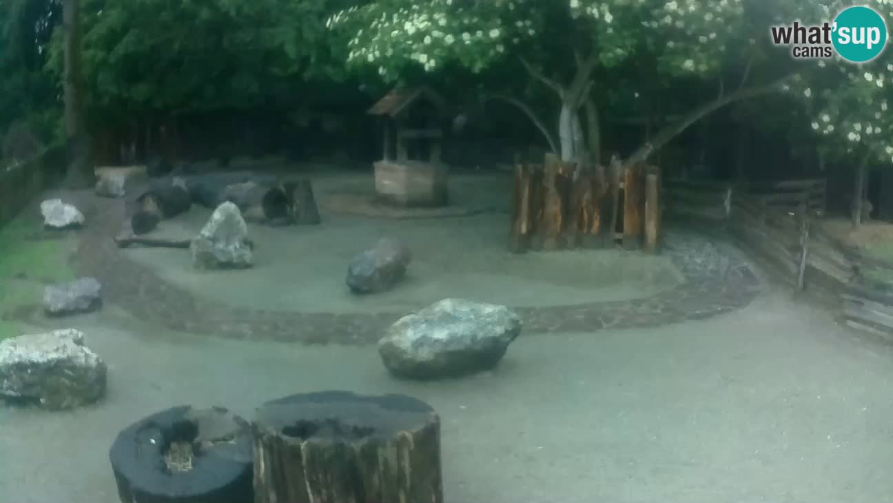 Zoo Zagreb – Brown Capuchin