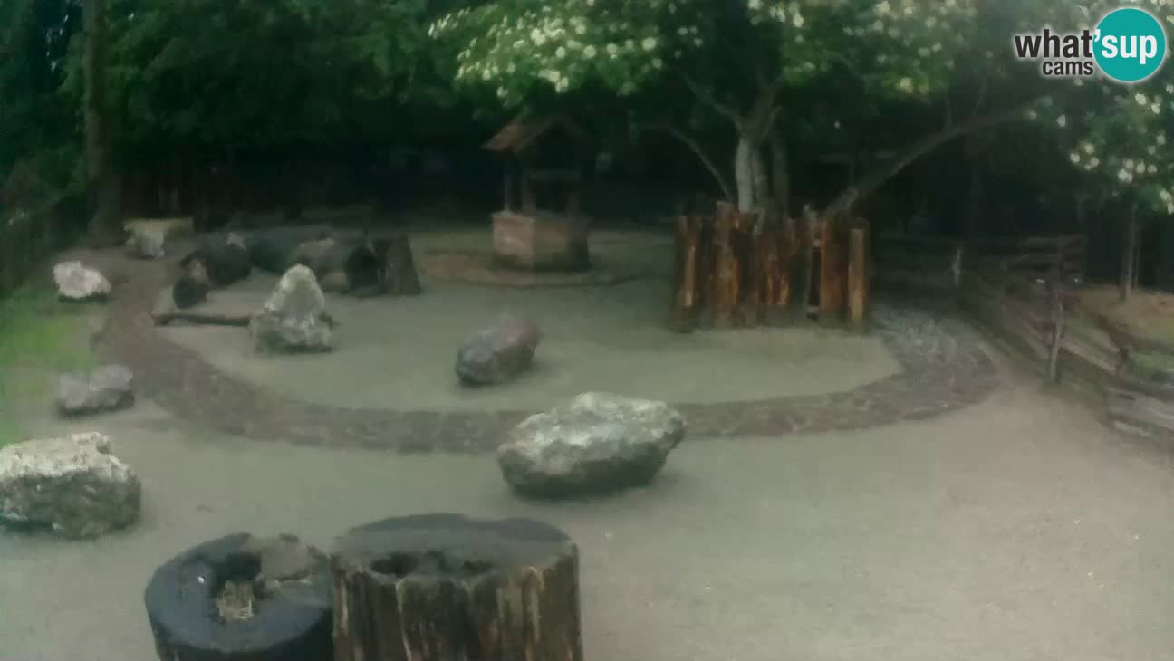 Zoo Zagreb – Brown Capuchin