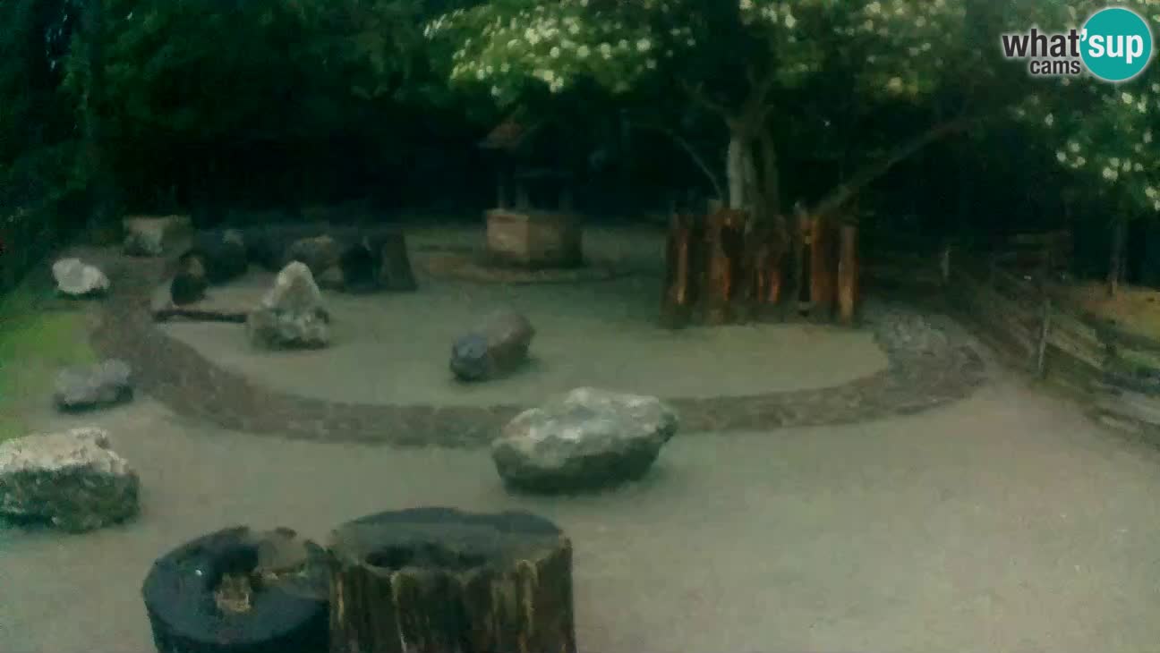 Zoo Zagreb – Brown Capuchin