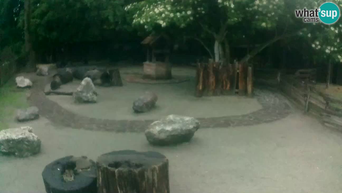 Zoo Zagreb – Brown Capuchin