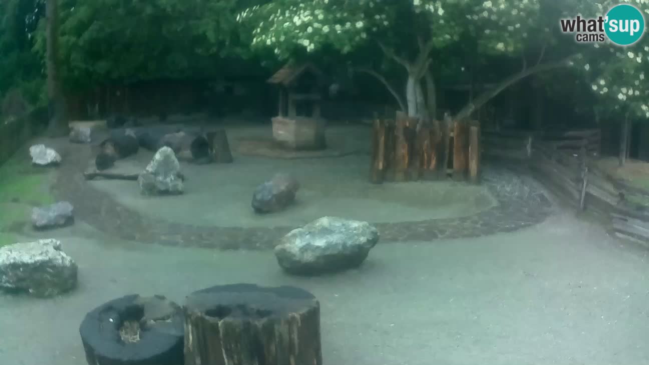 Zoo Zagreb – Brown Capuchin
