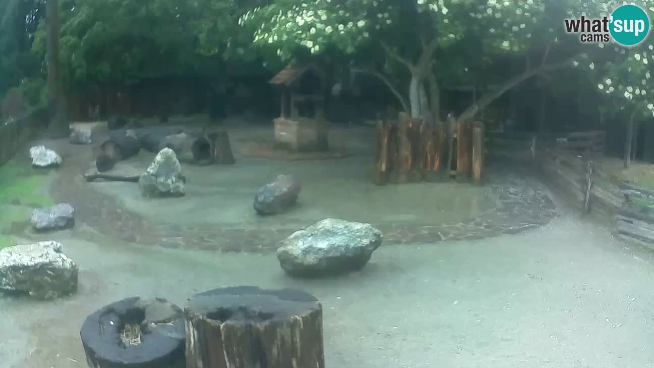 Zoo Zagreb – Brown Capuchin