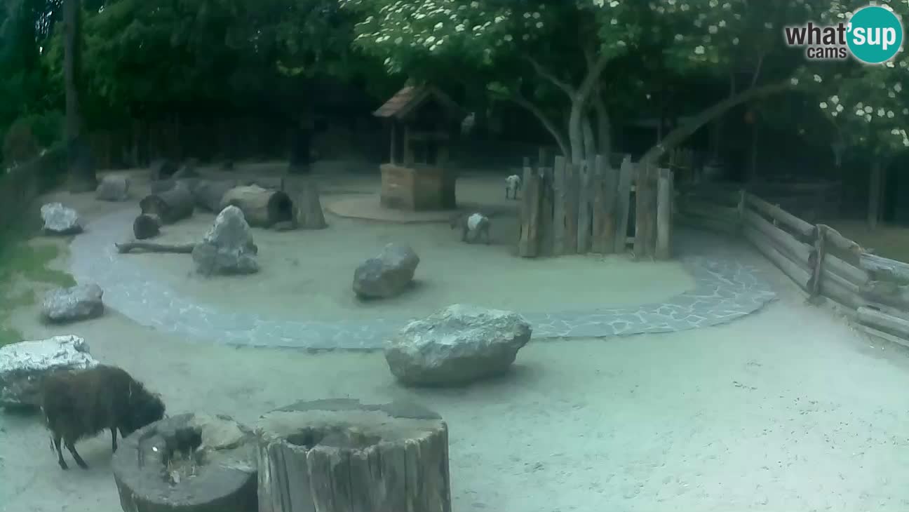 Zoo Zagreb – Brown Capuchin