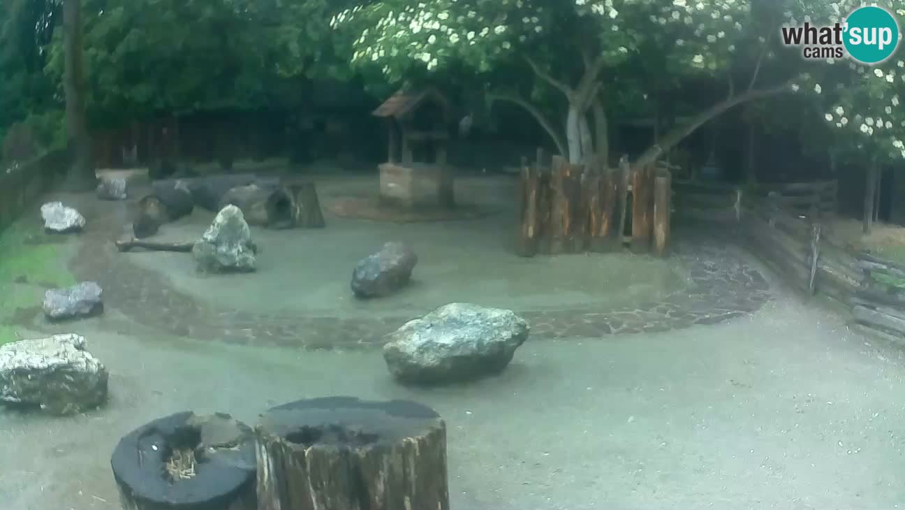 Zoo Zagreb – Brown Capuchin