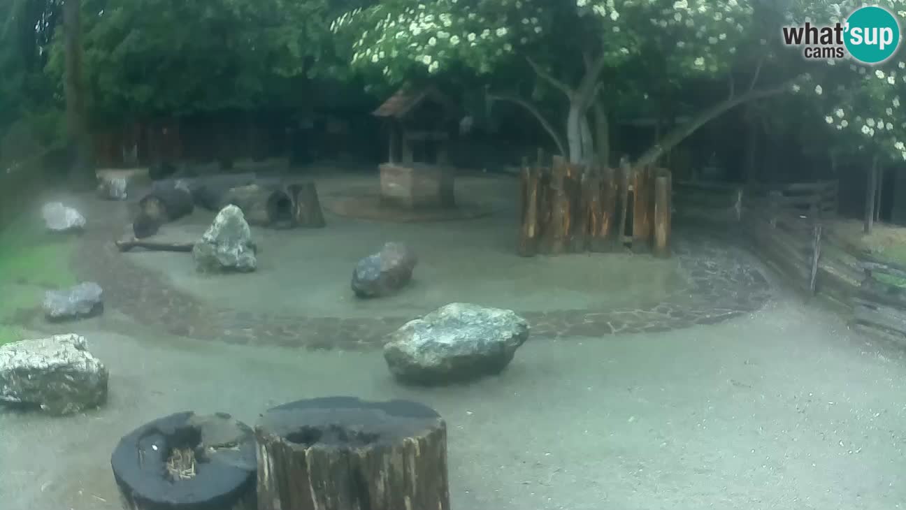 Zoo Zagreb – Cebo dai cornetti