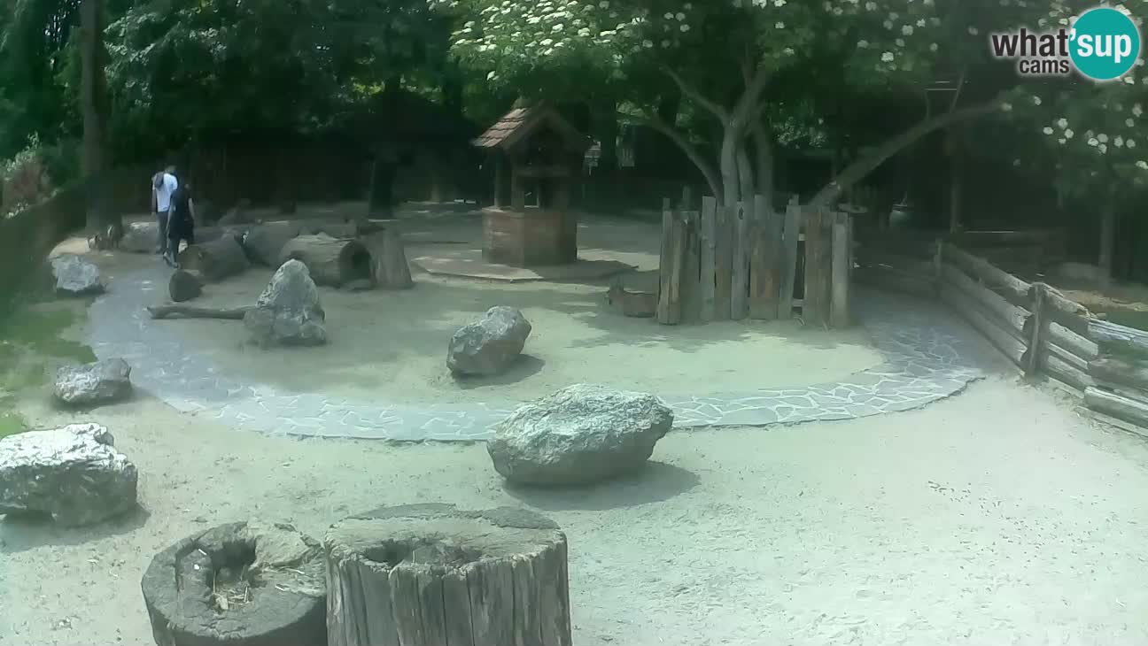 Zoo Zagreb – Brown Capuchin