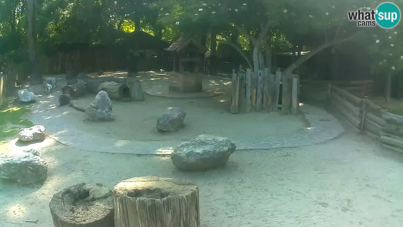 Zoo Zagreb – Rjava kapucinka