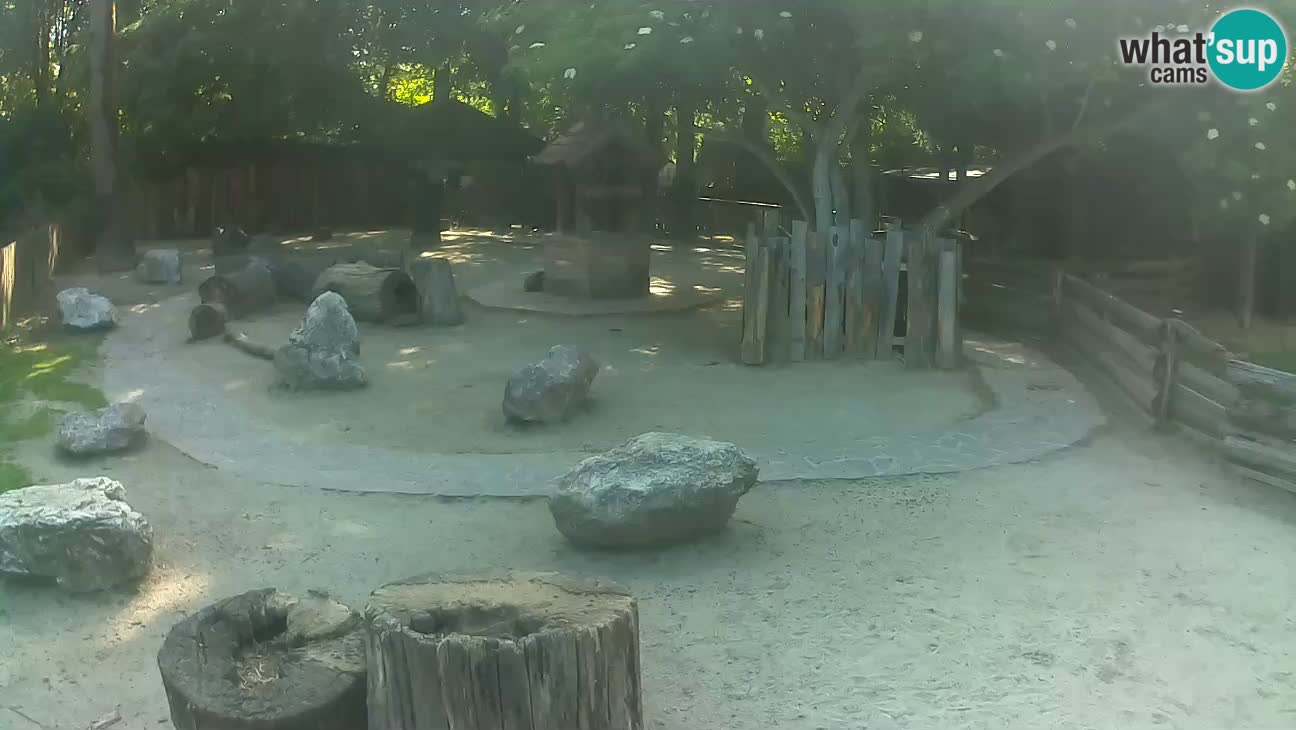 Zoo Zagreb – Cebo dai cornetti