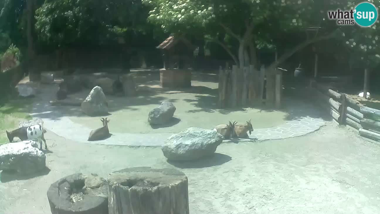 Zoo Zagreb – Brown Capuchin