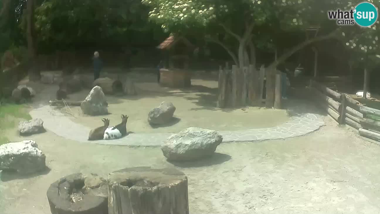 Zoo Zagreb – Brown Capuchin
