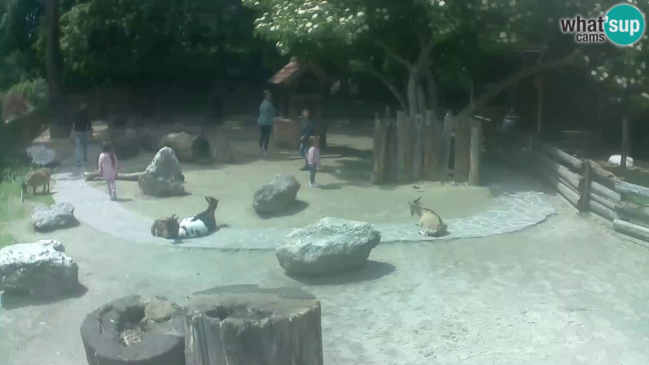 Zoo Zagreb – Brown Capuchin