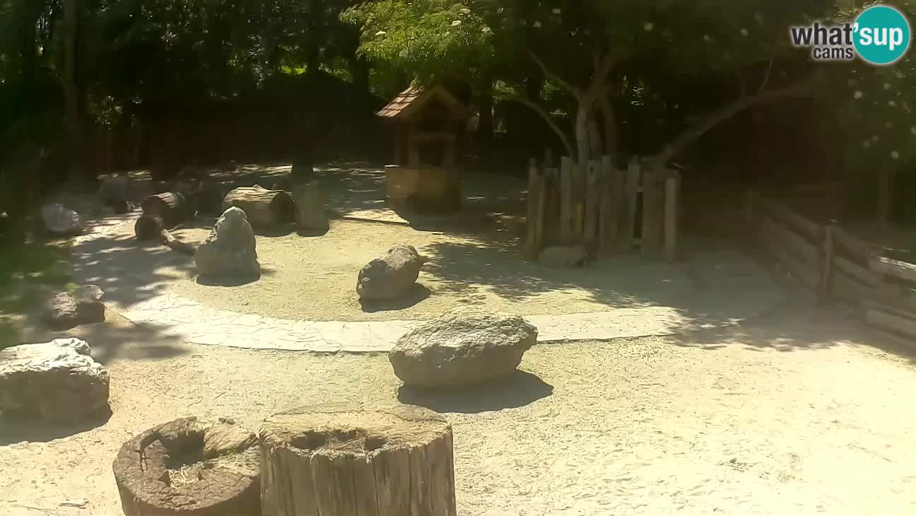 Zoo Zagreb – Brown Capuchin