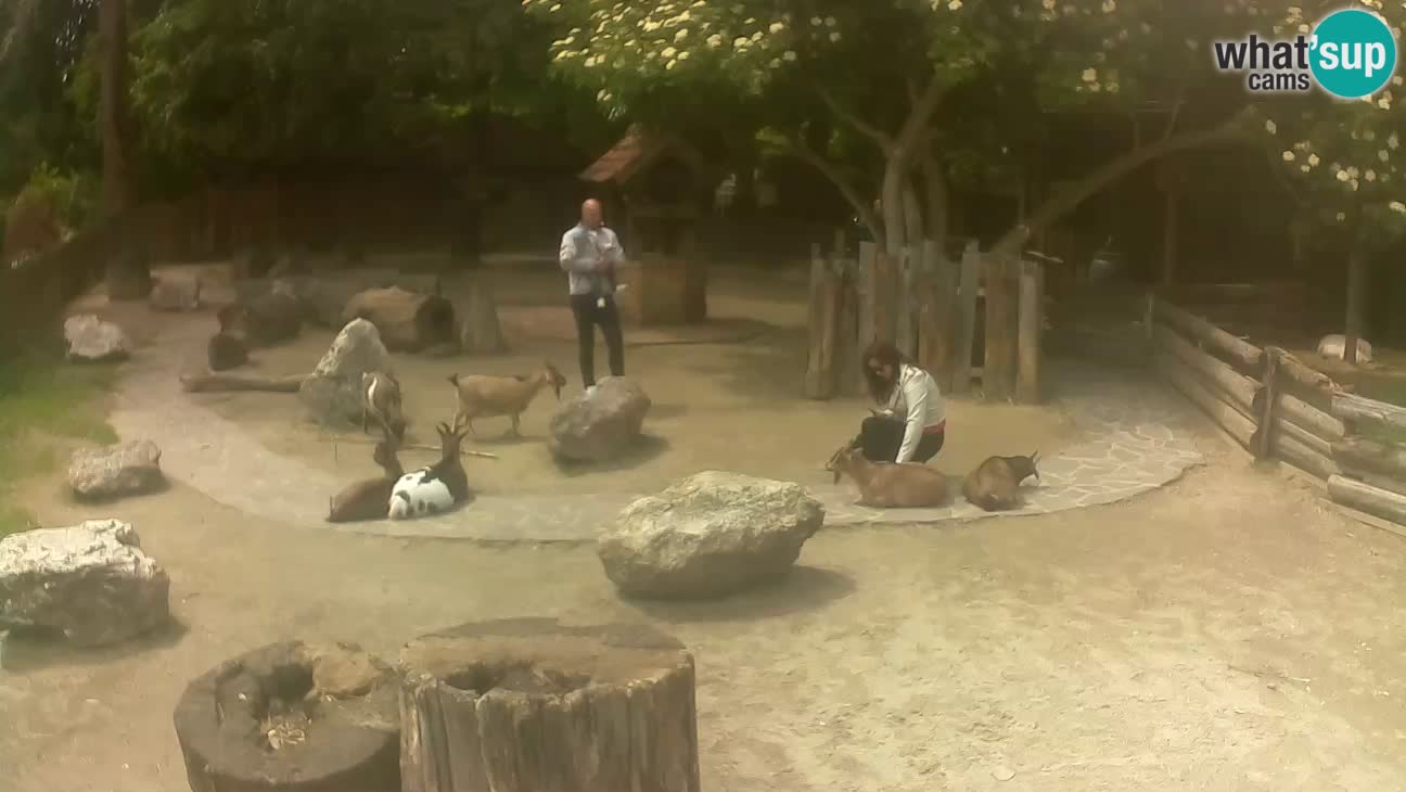 Zoo Zagreb – Rjava kapucinka