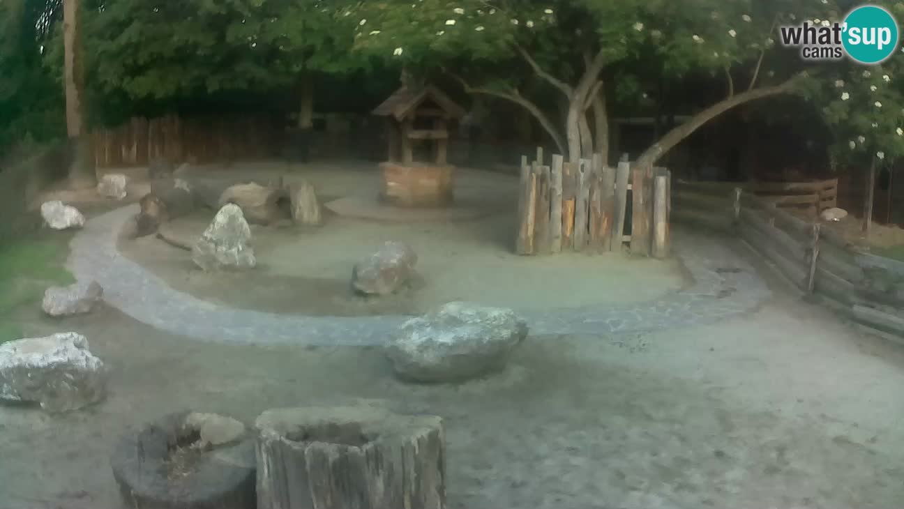 Zoo Zagreb – Brown Capuchin