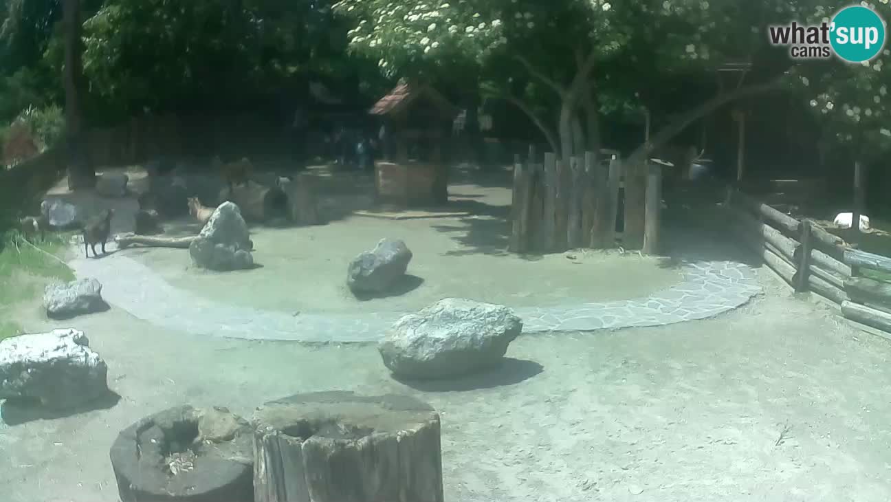 Zoo Zagreb – Brown Capuchin
