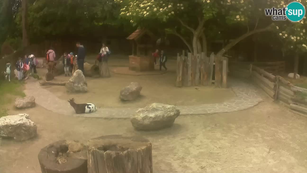 Zoo Zagreb – Cebus apella