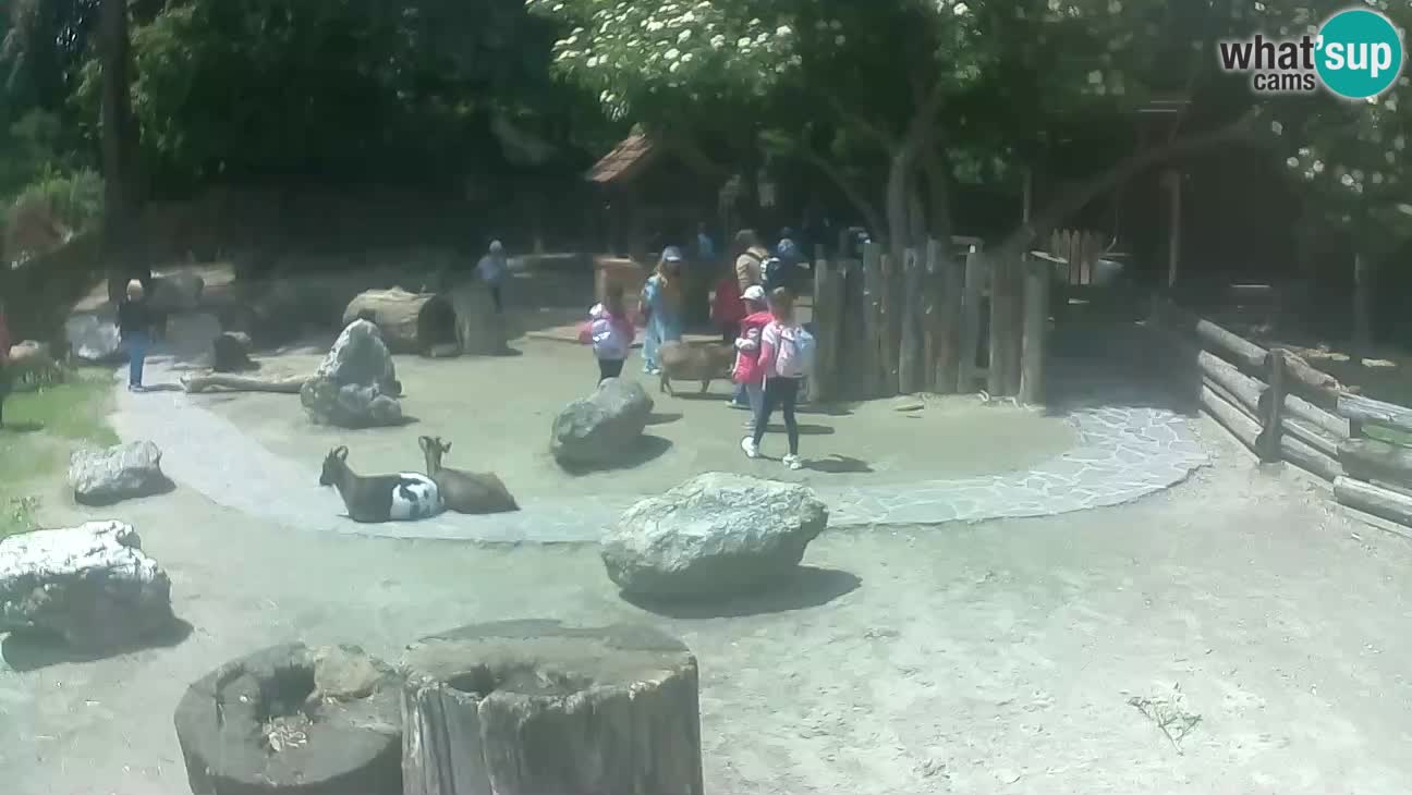 Zoo Zagreb – Cebo dai cornetti