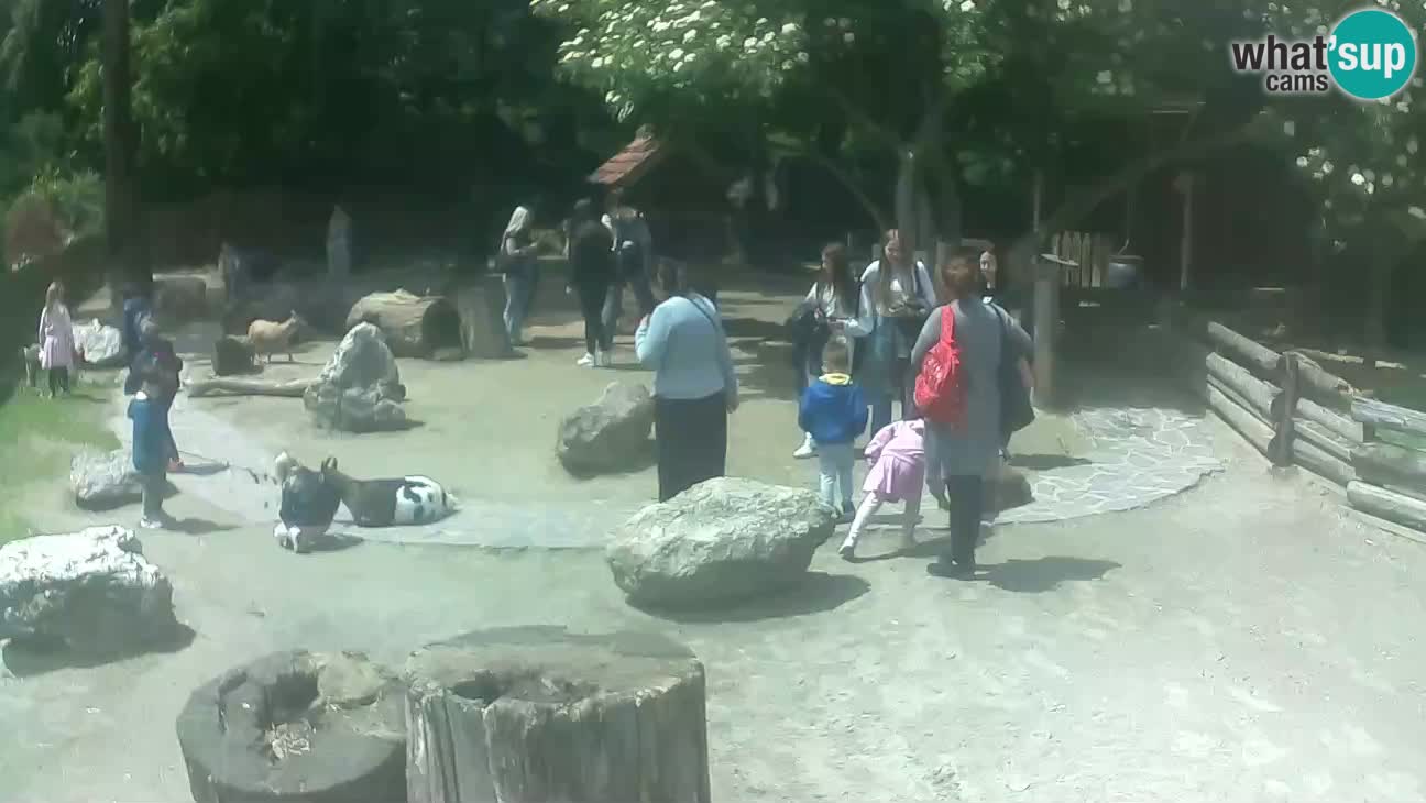 Zoo Zagreb – Cebo dai cornetti
