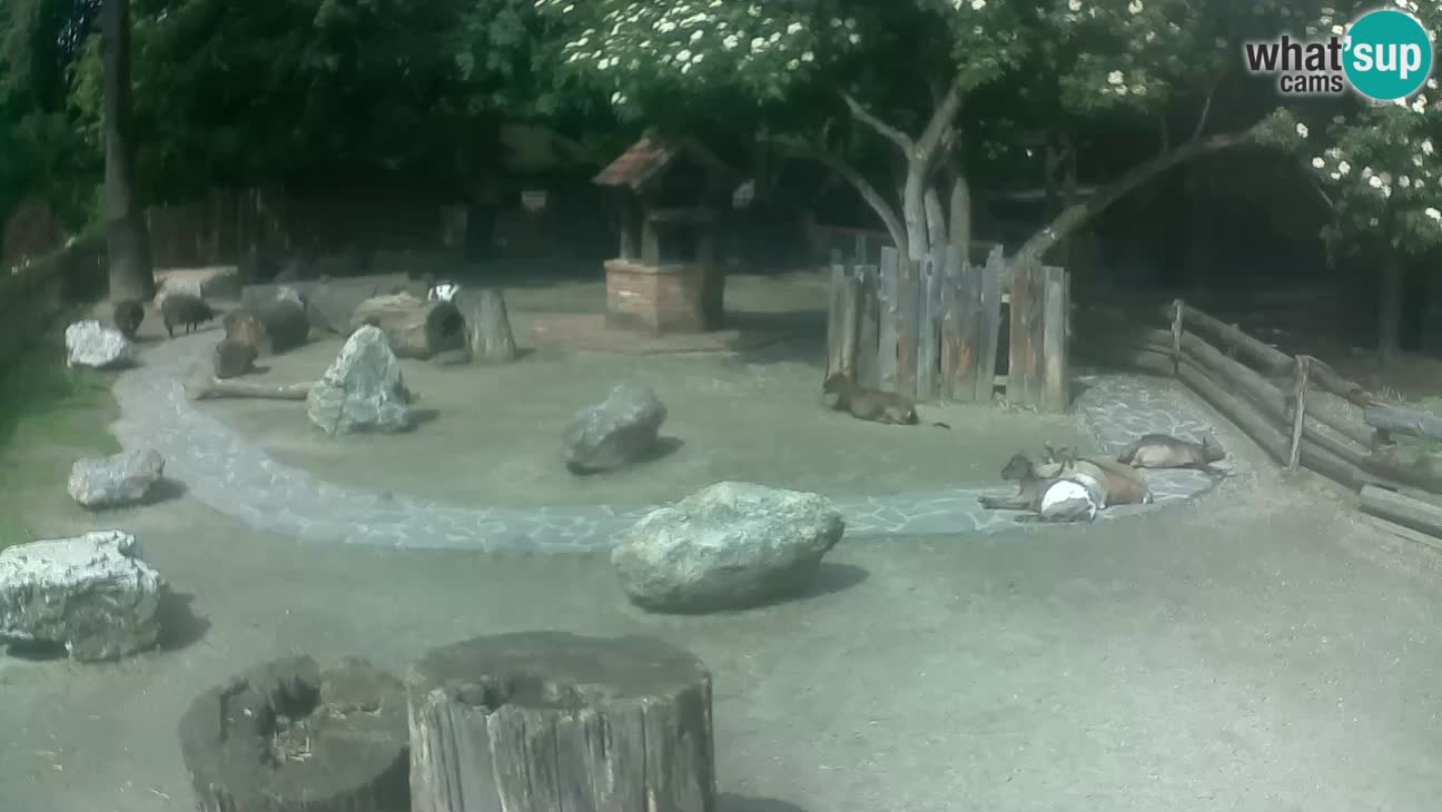 Zoo Zagreb – Rjava kapucinka