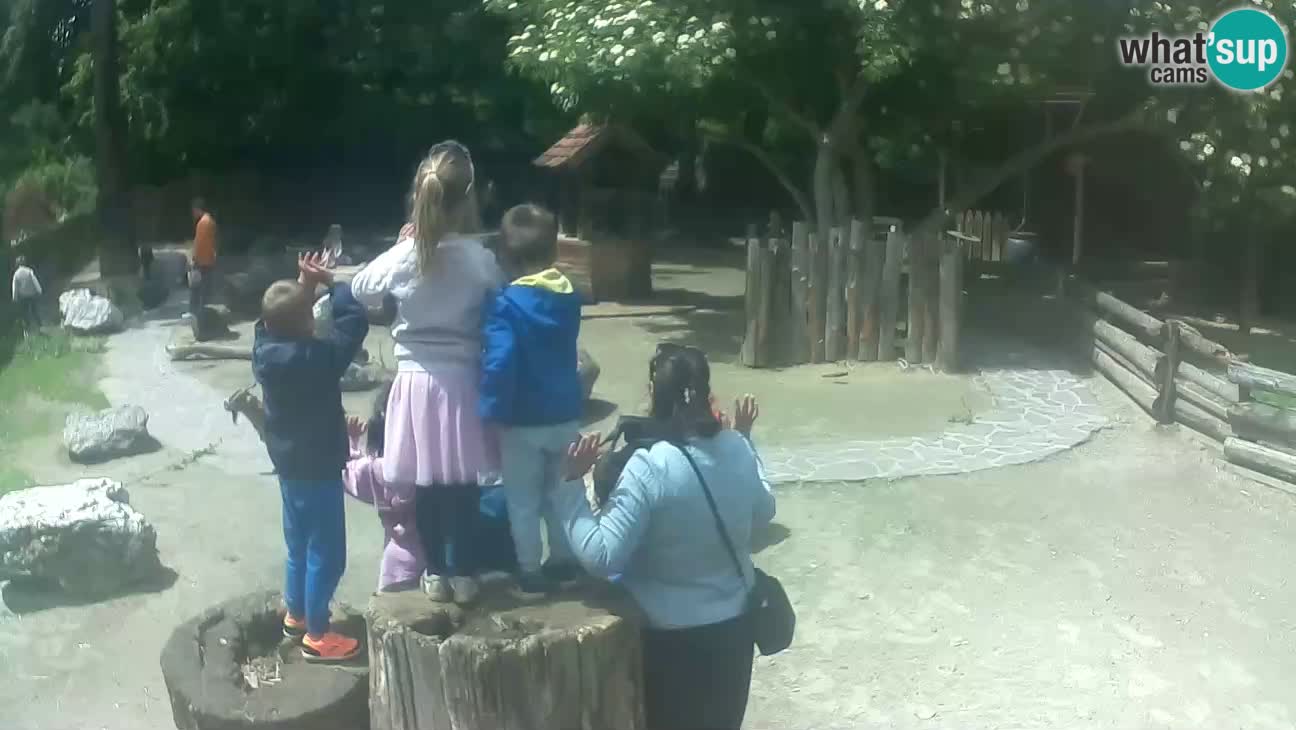 Zoo Zagreb – Brown Capuchin