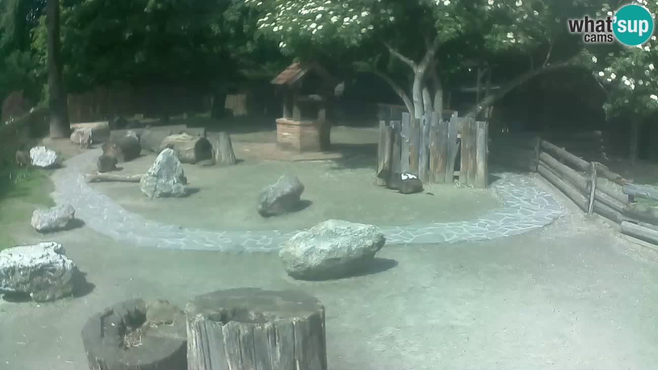 Zoo Zagreb – Rjava kapucinka