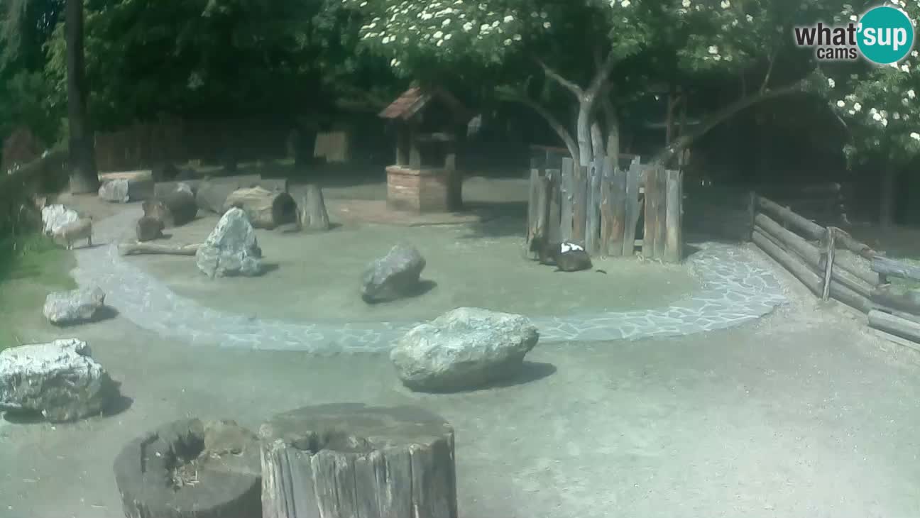 Zoo Zagreb – Brown Capuchin