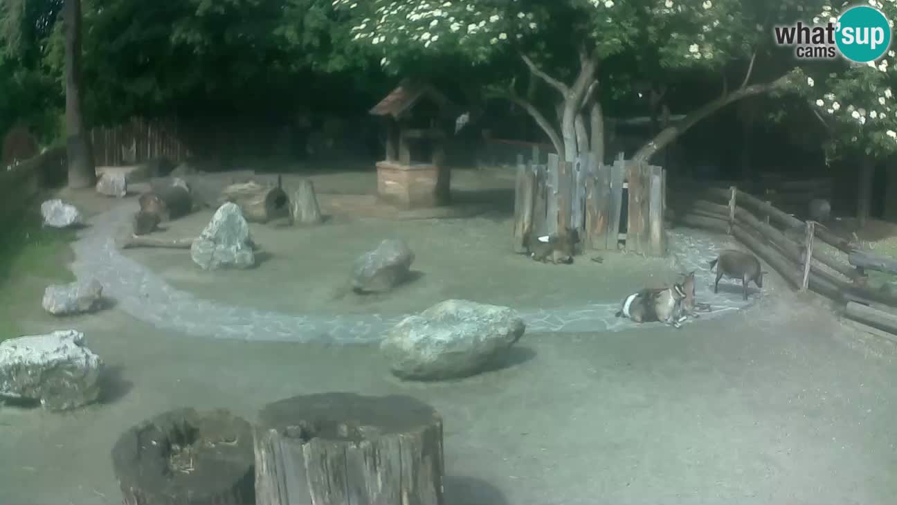 Zoo Zagreb – Brown Capuchin