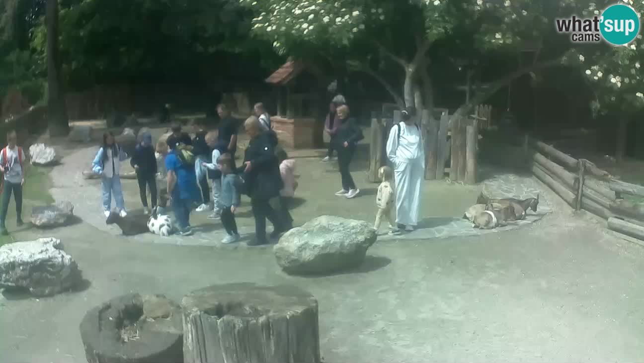 Zoo Zagreb – Rjava kapucinka