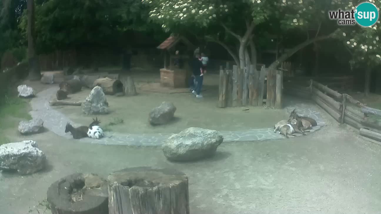 Zoo Zagreb – Brown Capuchin