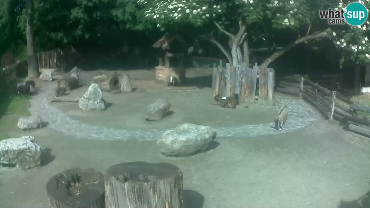 Zoo Zagreb – Rjava kapucinka