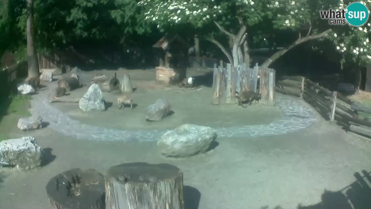 Zoo Zagreb – Brown Capuchin