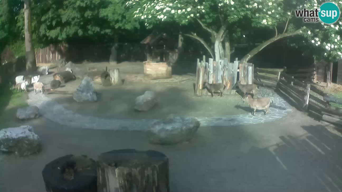Zoo Zagreb – Cebo dai cornetti