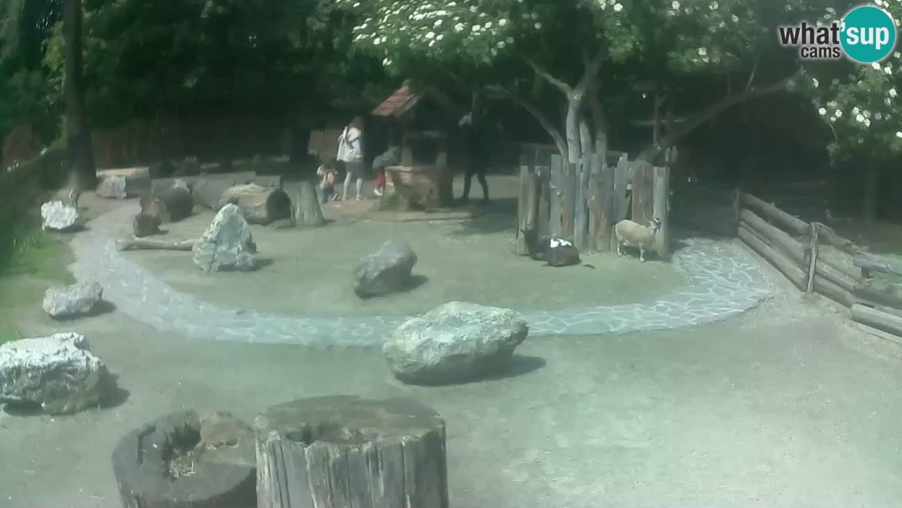 Zoo Zagreb – Brown Capuchin