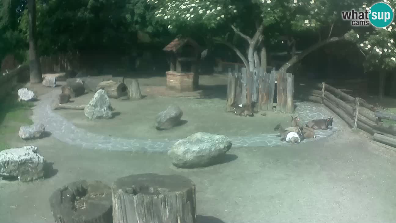 Zoo Zagreb – Cebo dai cornetti