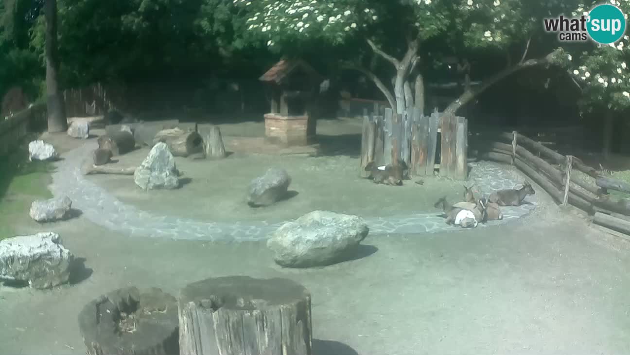 Zoo Zagreb – Rjava kapucinka