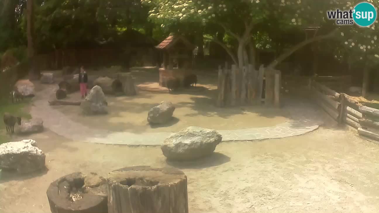 Zoo Zagreb – Rjava kapucinka