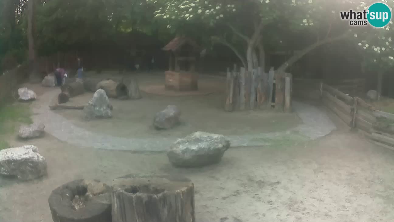 Zoo Zagreb – Brown Capuchin