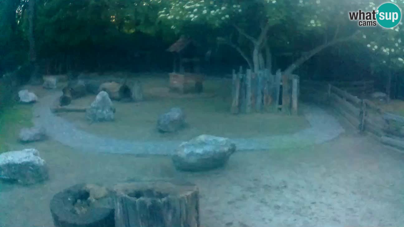 Zoo Zagreb – Brown Capuchin
