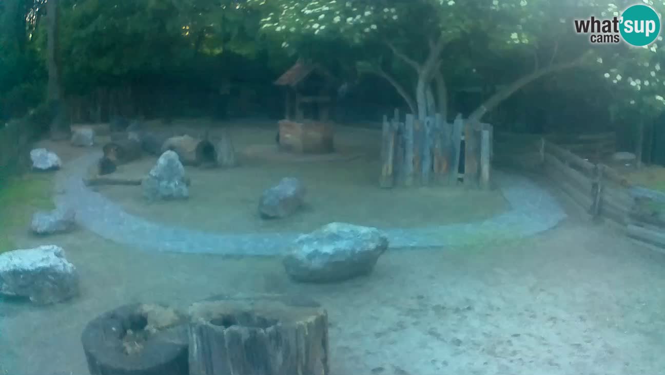 Zoo Zagreb – Brown Capuchin