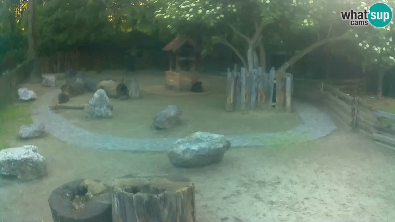 Zoo Zagreb – Brown Capuchin