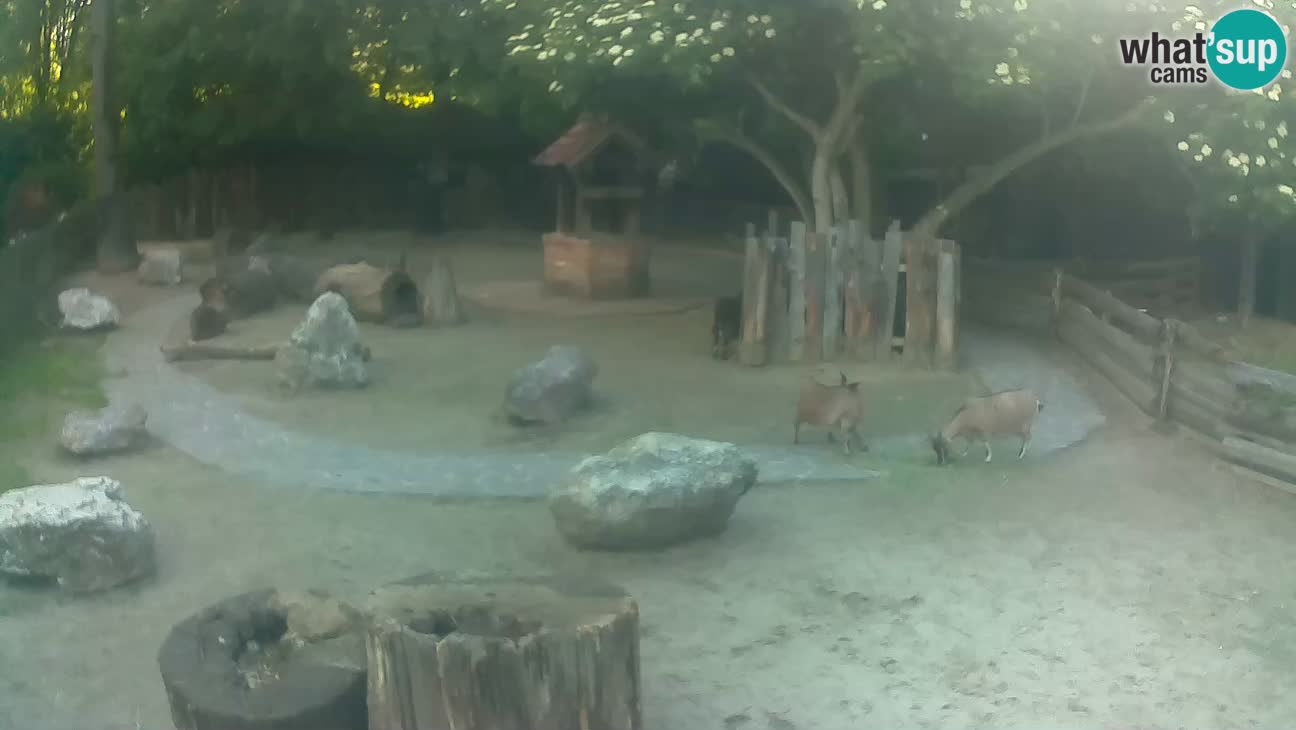 Zoo Zagreb – Haubenkapuziner