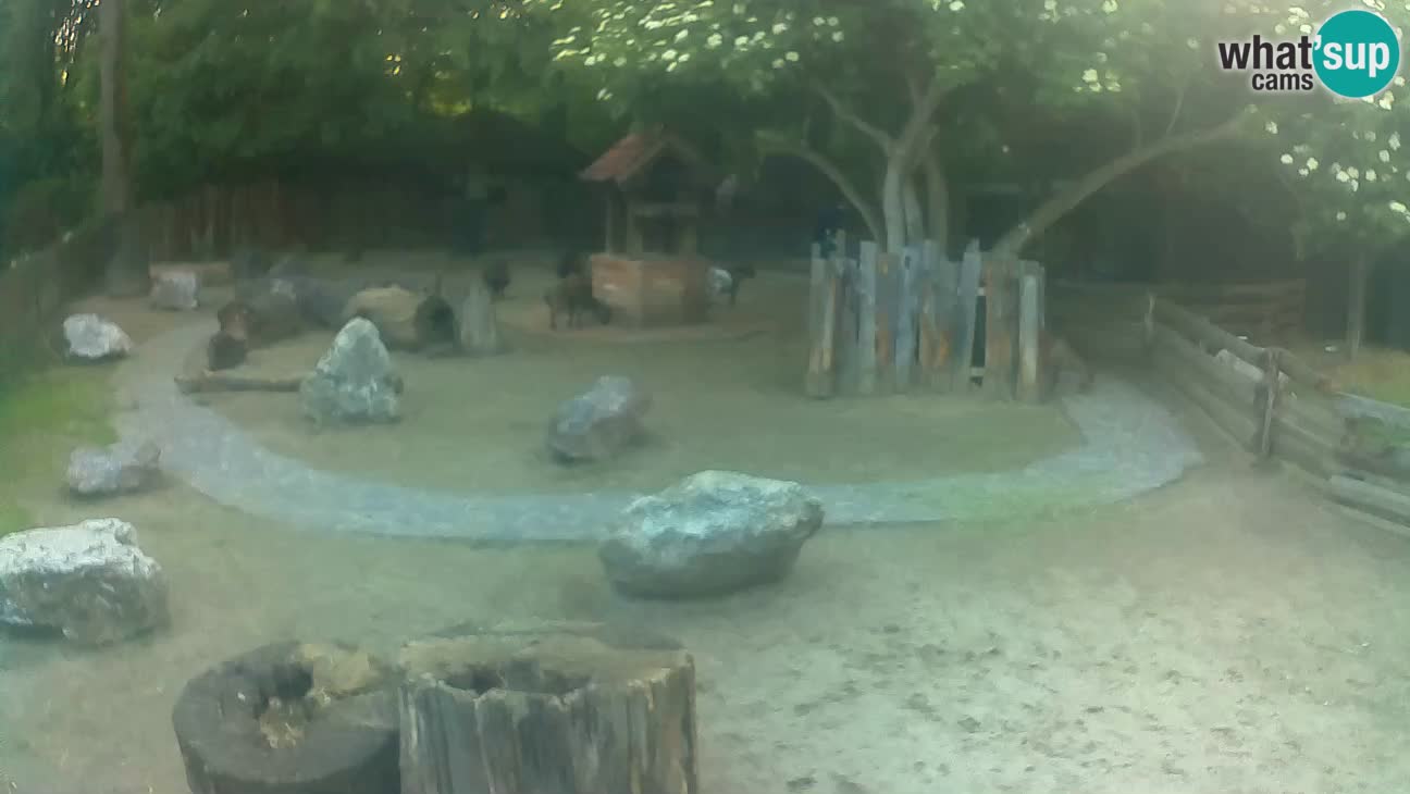 Zoo Zagreb –  Mono maicero