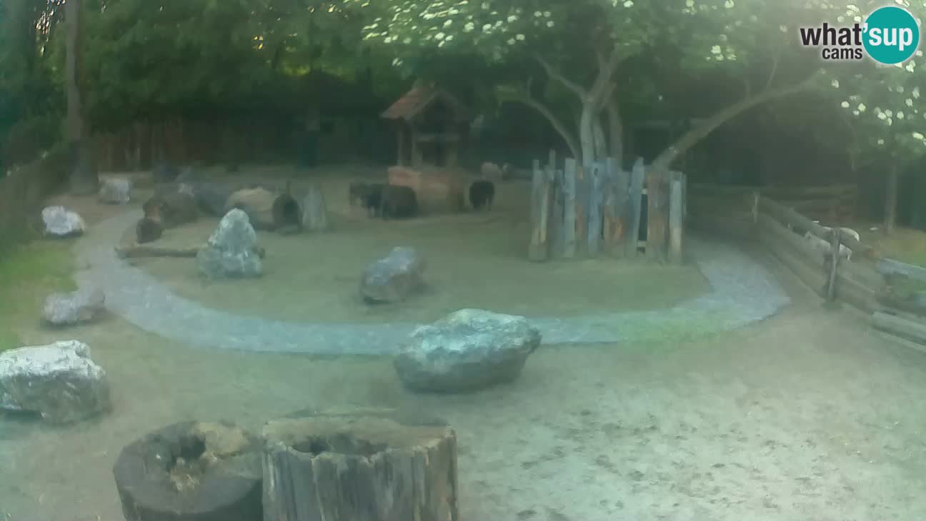 Zoo Zagreb –  Mono maicero