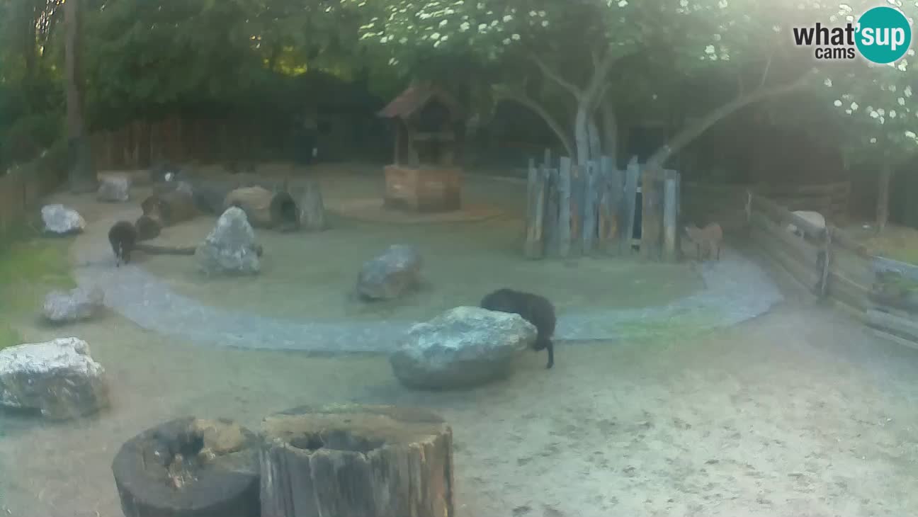 Zoo Zagreb – Brown Capuchin